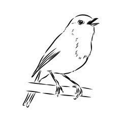 Simple black outline vector drawing. Robin bird isolated on white background. Sketch in ink.