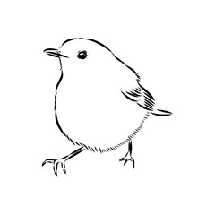 Simple black outline vector drawing. Robin bird isolated on white background. Sketch in ink.