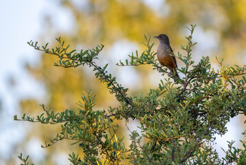 Bird: Red-crested Thrush perched on a branch of grateus
