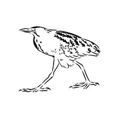 Eurasian Bittern or Great bittern, also known as Botaurus stellaris, bird