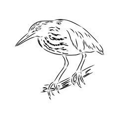 Obraz premium Eurasian Bittern or Great bittern, also known as Botaurus stellaris, bird