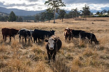 growing beef cows and cattle grazing on sustainable managed grasses on a farm holding microorganisms