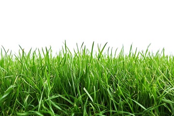 Freshly cut green grass, neatly isolated with clear lines and crisp details, isolated on a white background