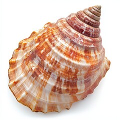 Obraz premium Spiral seashell, intricate design