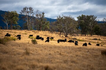 beautiful cattle in Australia eating grass, grazing on pasture. Herd of cows free range beef being regenerative raised on an agricultural farm. Sustainable farming of food crops. Cow in field