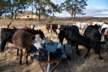 beautiful cattle in Australia eating grass, grazing on pasture. Herd of cows free range beef being...