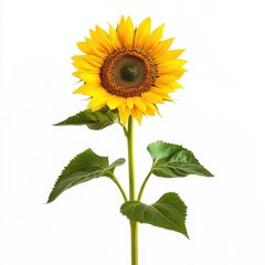 Obraz premium Sunflower in full bloom