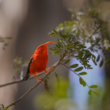 photograph of a Hawaiian 'I'iwi or Scarlet Honeycreeper