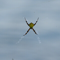 Photograph of a Hawaiian Garden Spider or banana Spider.