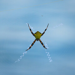 Photograph of a Hawaiian Garden Spider or banana Spider.