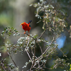photograph of a Hawaiian 'I'iwi or Scarlet Honeycreeper