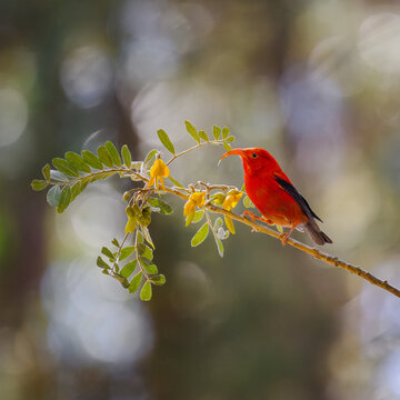 photograph of a Hawaiian 'I'iwi or Scarlet Honeycreeper