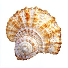 Obraz premium Seashell, intricate spiral