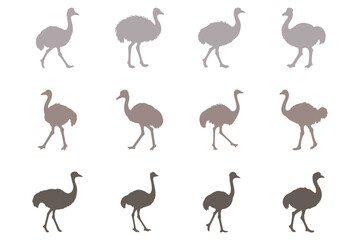 Obraz premium Ostrich Silhouette Icon Set. Animal Illustration Design