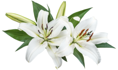 white lilies isolated on white background