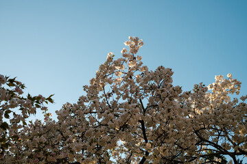 tree in the sky