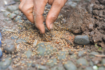 Small Worker Termites,Close-up of ants