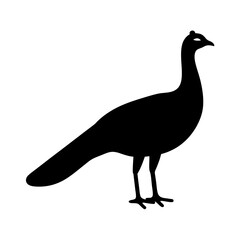 peacock animal black silhouette icon - designs for jungle animals peacock Safaris, wildlife, rainforest, vector on a white transparent.
