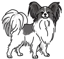 パピヨン　白黒　犬のイラスト　papillon