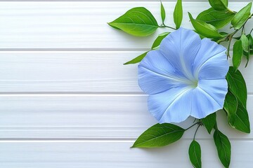 blue morning glory flowers with green leaves on a white wooden background