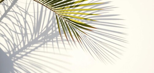 Obraz premium Intricate palm leaf shadow on bright white wall, summery backdrop, leaves, palm leaf shadow