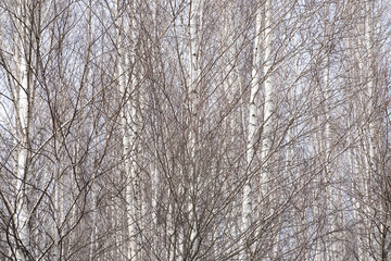 Bare Birch Tree Trunks and Branches. Monochrome Seamless Forest Pattern. Woodland Abstract Scene.