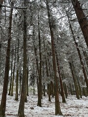 Fototapeta premium Snow-Covered Pine Forest in Winter
