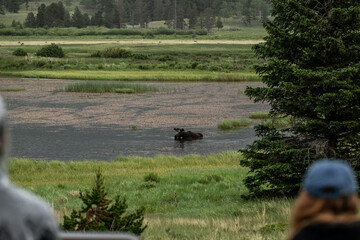 Tourists Watch Moose Graze in Sheep Lakes