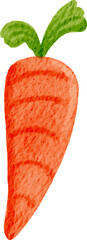 watercolor carrot illustration