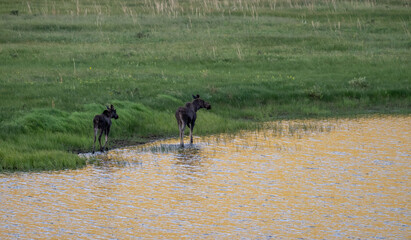 Two Moose Walk Along The Edge A Gold Reflecting Pond