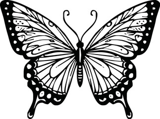 butterfliy, ink drawing, hand drawn vector illustration