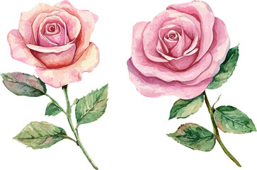 Fototapeta premium pink rose on white background