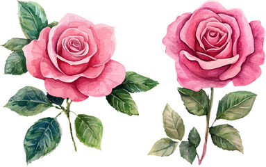 set of roses isolated on white