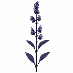 Fototapeta premium Elegant Purple Lavender Botanical Illustration. Aromatic Floral Decor for Garden & Home