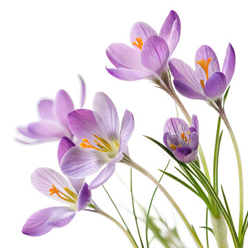 Fresh purple field flowers in spring isolated on a white background png