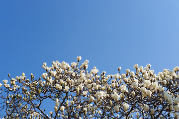 満開のモクレンの花