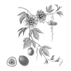 Passion Fruit or Passiflora Edulus hand-drawn pencil illustration isolated on white with clipping path