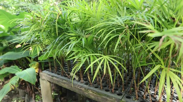 Jussara palm seedlings - Ubatuba, S&atilde;o Paulo, Brazil