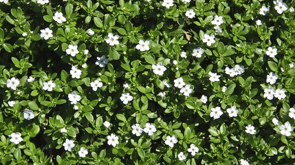 Fototapeta premium Dense White Flowers Green Leaves Botanical Background