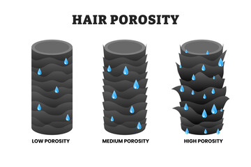 Different types of hair porosity types, educational medical poster design healthcare scheme, labeled normal, medium and high porosity. Part of hair with water drops, moisture absorbed and retained.