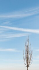 Bare Tree Winter Sky Minimalist Nature Scene