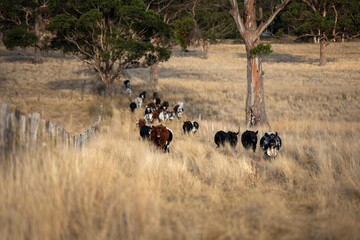 growing beef cows and cattle grazing on sustainable managed grasses on a farm holding microorganisms