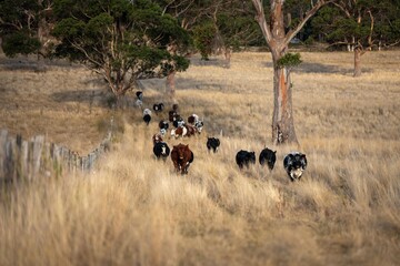 beautiful cattle in Australia eating grass, grazing on pasture. Herd of cows free range beef being regenerative raised on an agricultural farm. Sustainable farming of food crops. Cow in field