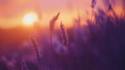 wheat field at sunset