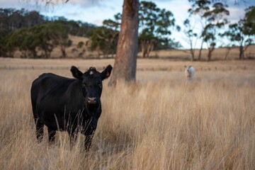beautiful cattle in Australia eating grass, grazing on pasture. Herd of cows free range beef being...