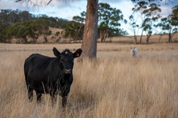 growing beef cows and cattle grazing on sustainable managed grasses on a farm holding microorganisms