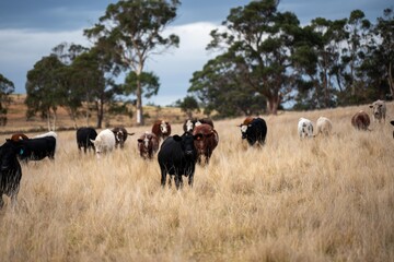 beautiful cattle in Australia eating grass, grazing on pasture. Herd of cows free range beef being...