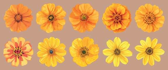 Colorful floral variety display, element vector set