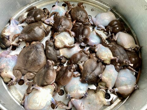 Bullfrog with eggs local food.