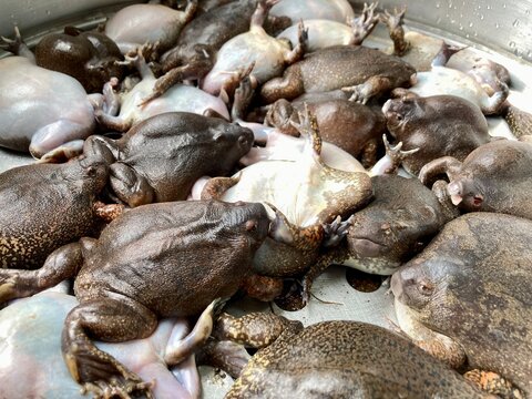 Bullfrog with eggs local food.